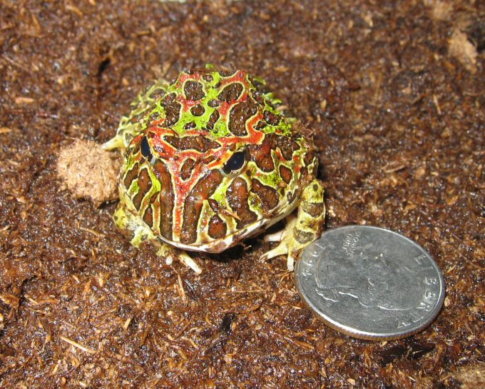Ornate Horned Frog