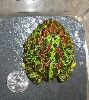 ornate horned frog back