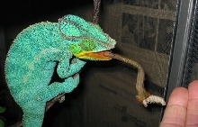 Nosy Be panther chameleon feeding