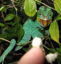 Nosy Be panther chameleon aiming tongue