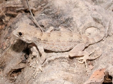 Male Pristurus carteri