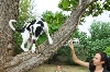Bandit loves TREES!!!