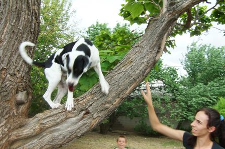 Bandit loves TREES!!!