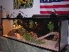 my bearded dragon cage