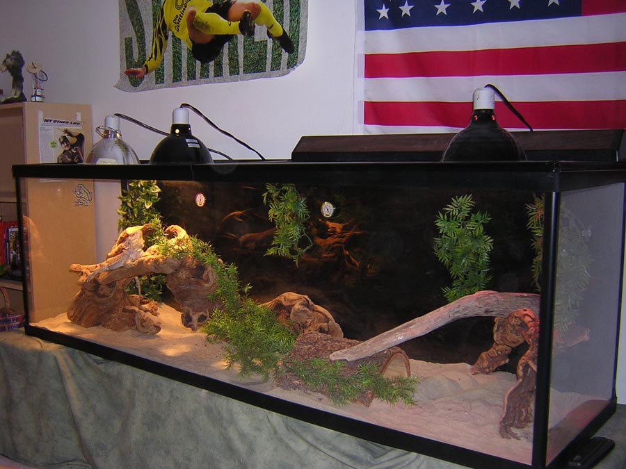 my bearded dragon cage