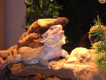 irwin gaping