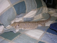 irwin with his head dug into my pillow