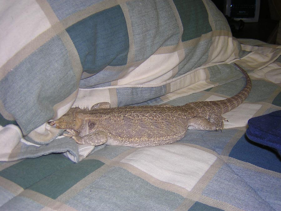 irwin with his head dug into my pillow