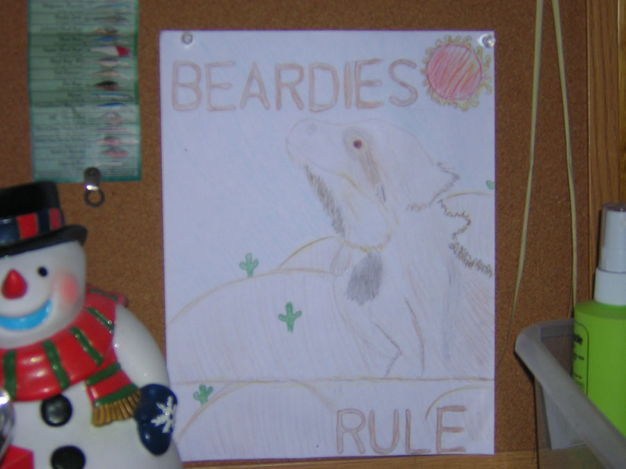 a pic  i drew of a bearded dragon