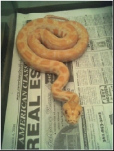 Mystique