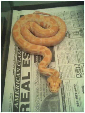 Mystique