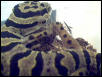 Anereus Crazylegs