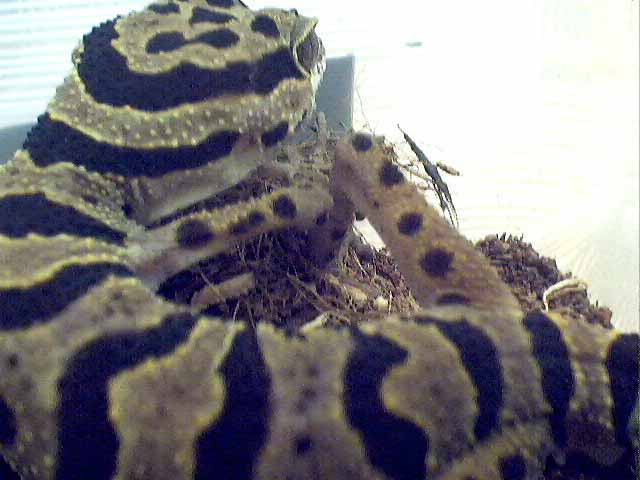 Anereus Crazylegs