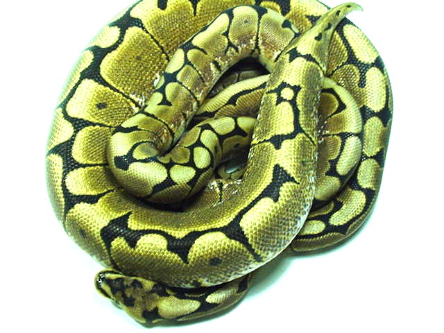 Spiders Coiled
