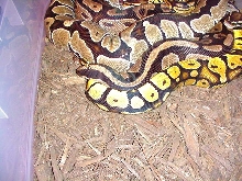 P/H/H Breeding