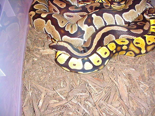 P/H/H Breeding