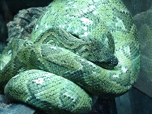 Madagascan Tree Boa
