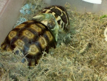 Herman and Sulcata mating