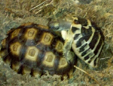 Herman and Sulcata mating 2