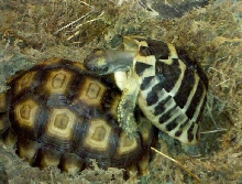 Herman and Sulcata mating 3
