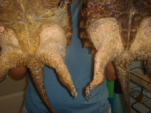 sexing2