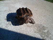Alligator snapping turtle Alma