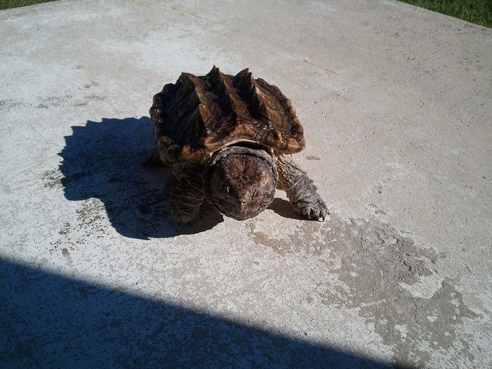 Alligator snapping turtle Alma