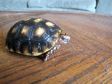 Red Foot