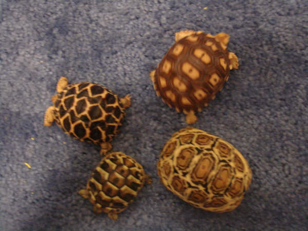 Four Kinds