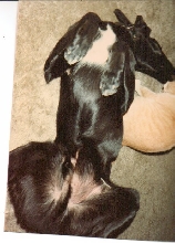 Beau and Oscar