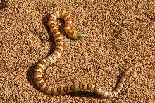 04 Yellow-Orange Thayeri
