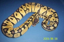 04 Male Pastel Pic 1