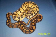 04 Male Pastel Pic 2