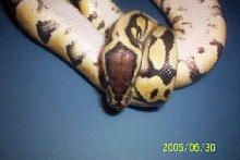 04 Male Pastel Pic 3