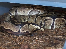 HETALB