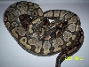 828HYPO2