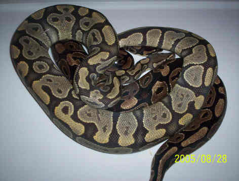 828HYPO2