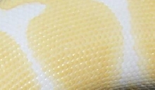 CloseUpAlbino