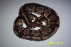 Brown Head Granite