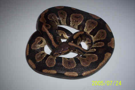 Brown Head Granite