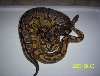 Male Hypo with Normal Female