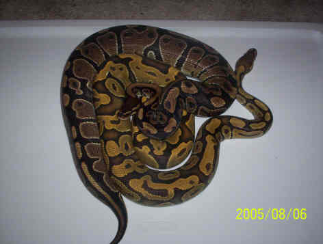 Male Hypo with Normal Female
