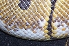 CloseUpSpider