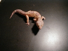 Chocolate Albino