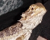 Bearded Dragon