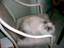 Pheobe 2002-2005 (miss snotty)