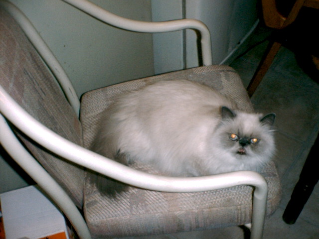 Pheobe 2002-2005 (miss snotty)