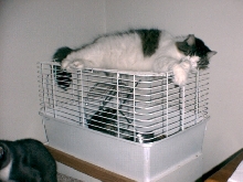 King of the House Relaxing