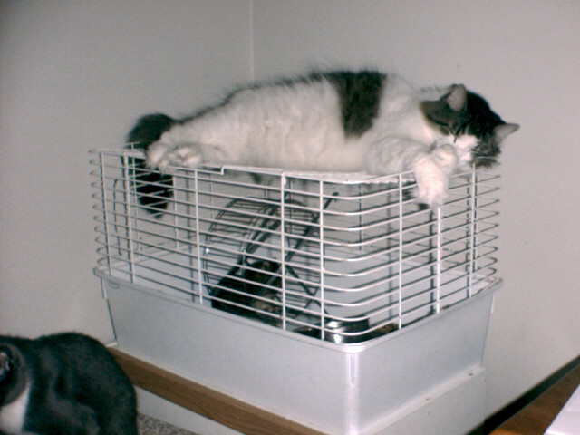 King of the House Relaxing