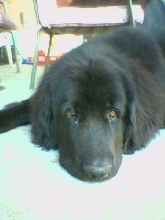 Lady